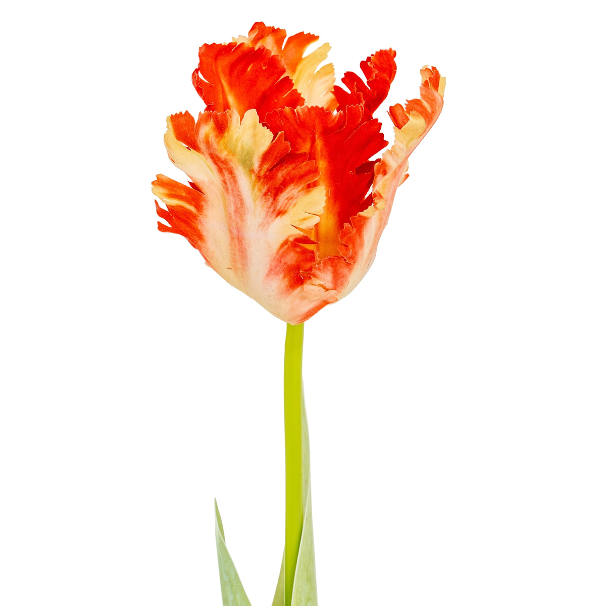 Flame Orange Parrot Tulip - GREEN