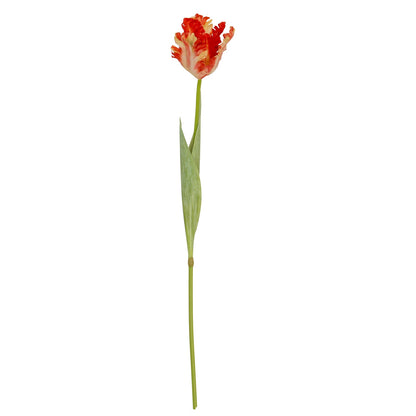 Flame Orange Parrot Tulip - GREEN