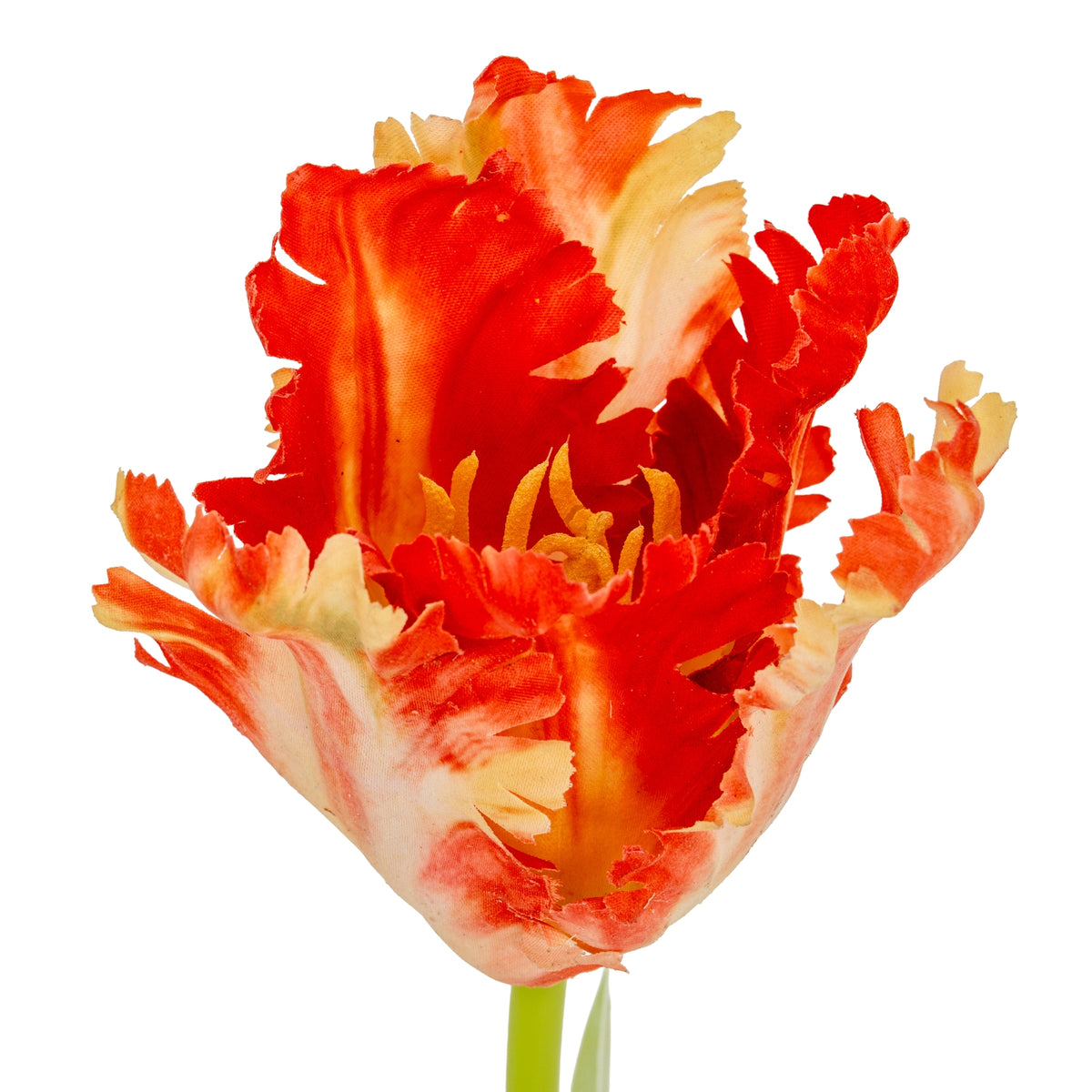 Flame Orange Parrot Tulip - GREEN