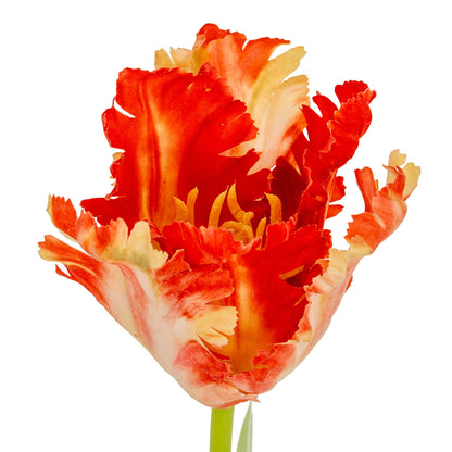 Flame Orange Parrot Tulip - GREEN