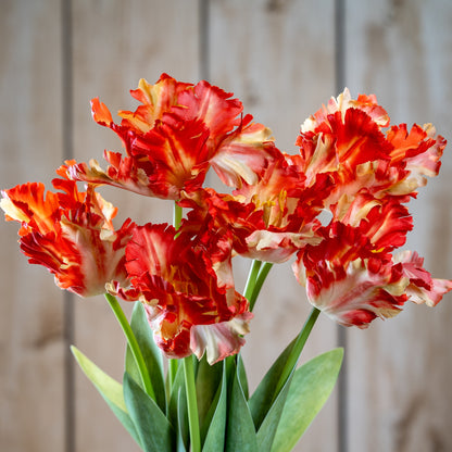 Flame Orange Parrot Tulip - GREEN