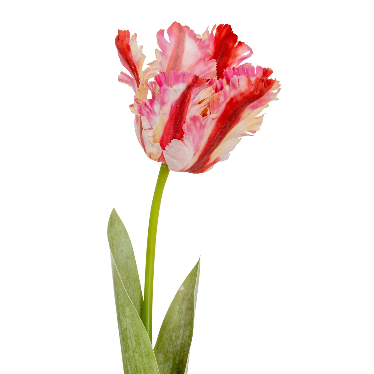 Multi Pink Parrot Tulip - GREEN