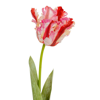 Multi Pink Parrot Tulip - GREEN