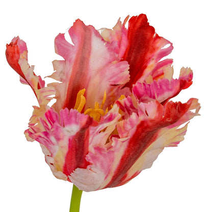 Multi Pink Parrot Tulip - GREEN