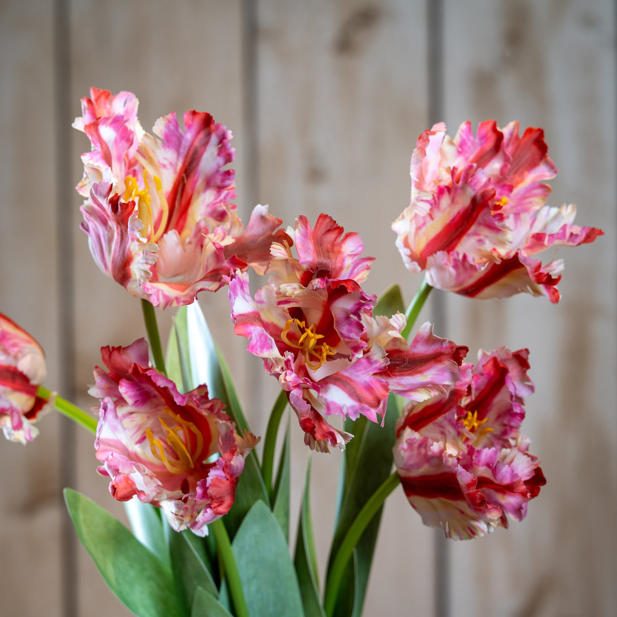 Multi Pink Parrot Tulip - GREEN