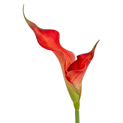 Fireball Calla Lily - RED
