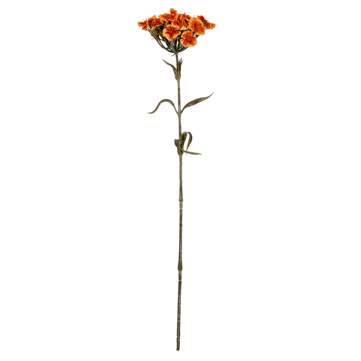 Orange Dianthus Spray