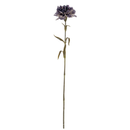 Purple Carnation Stem