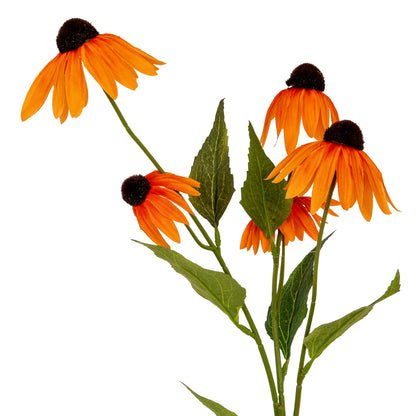 Orange Echinacea Spray