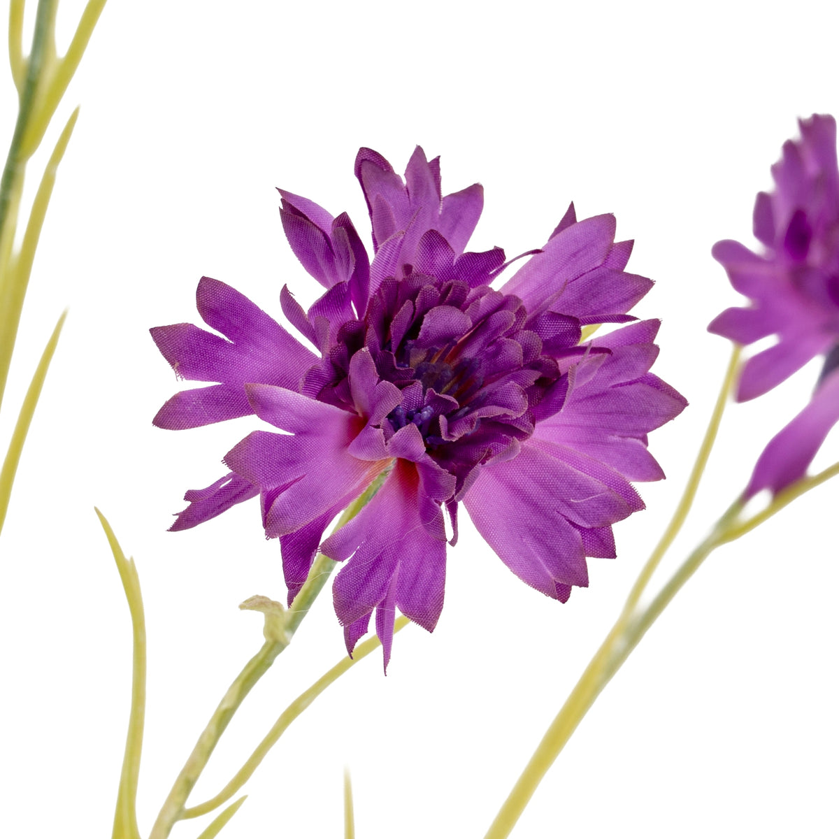 Purple Cornflower Stem