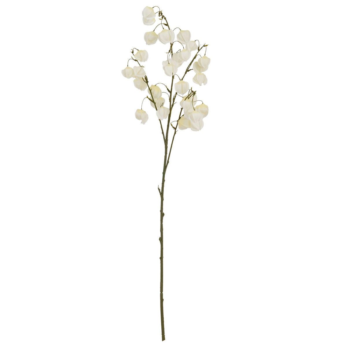 White Physalis Spray