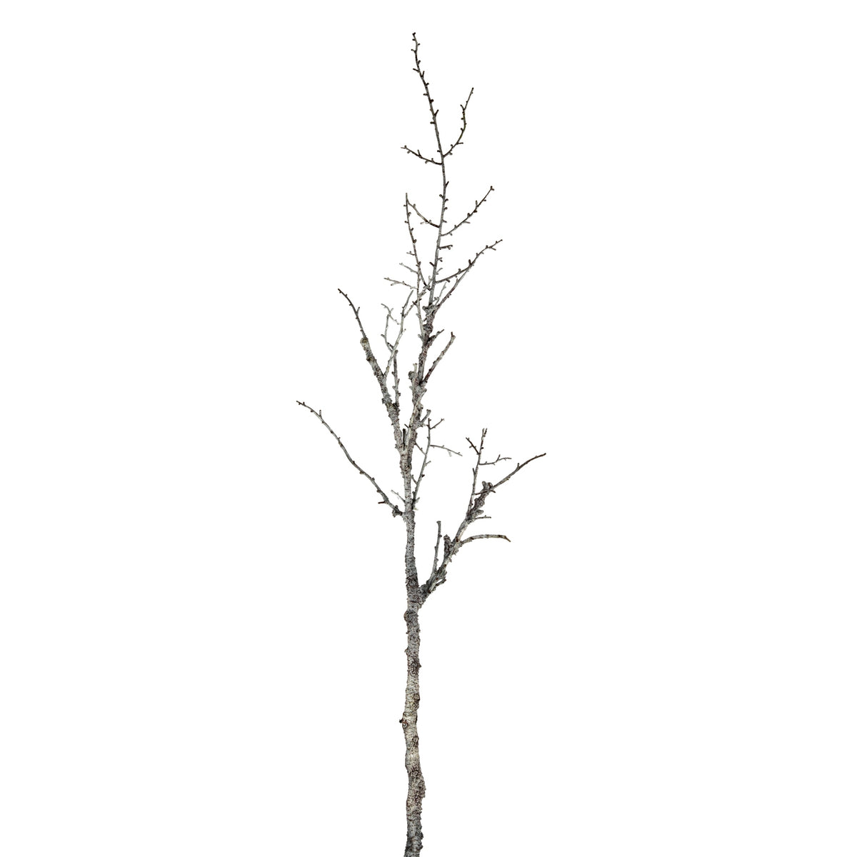 Snowy Winter Woodland Branch - WHITE