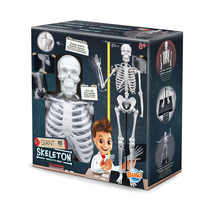 Skeleton 85cm