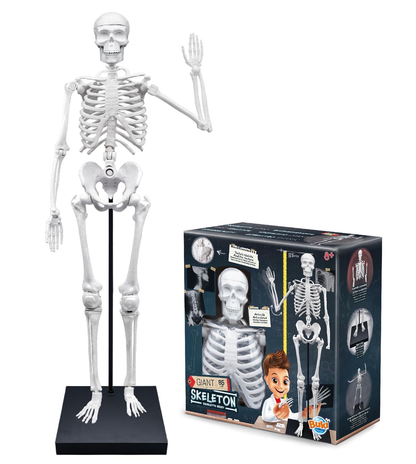 Skeleton 85cm