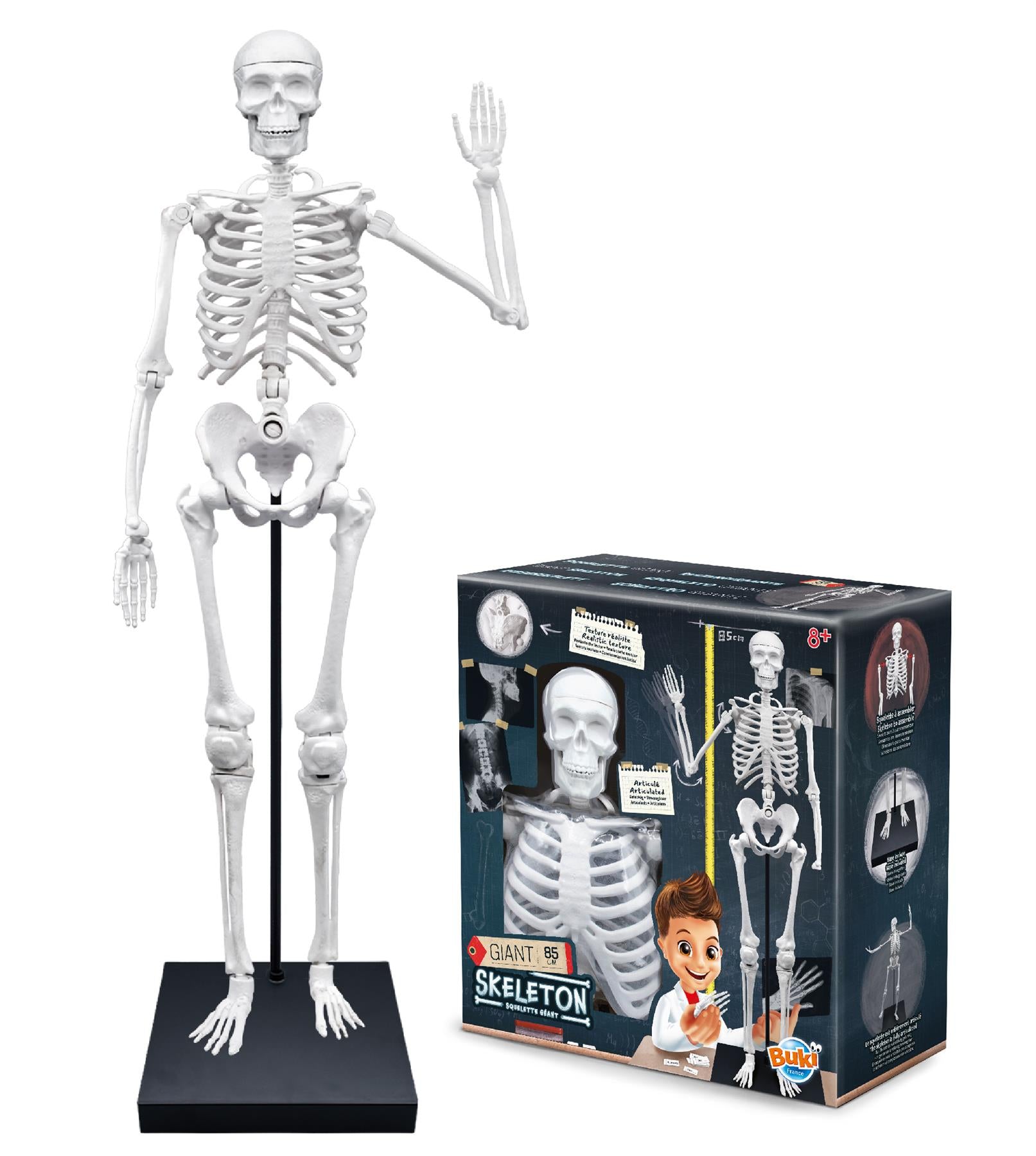 Skeleton 85cm