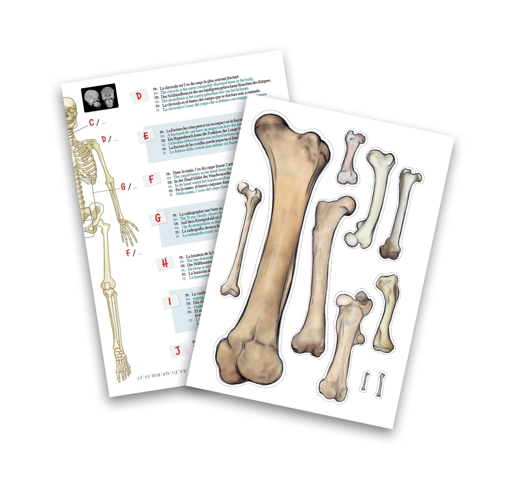 Skeleton 85cm