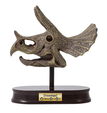 Dinosaur Skull - Triceratops