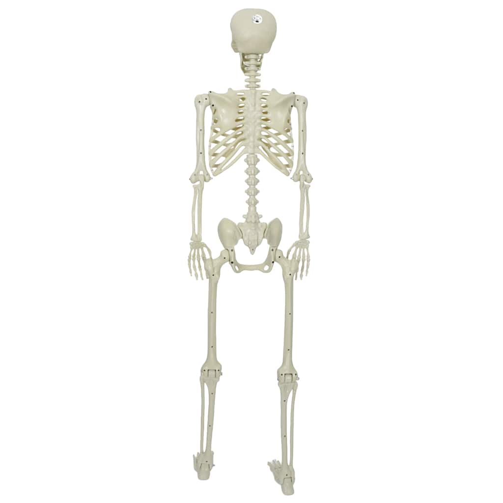 vidaXL Halloween Skeleton White 155 x 38.5 cm Polypropylene