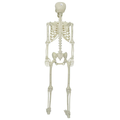vidaXL Halloween Skeleton White 155 x 38.5 cm Polypropylene