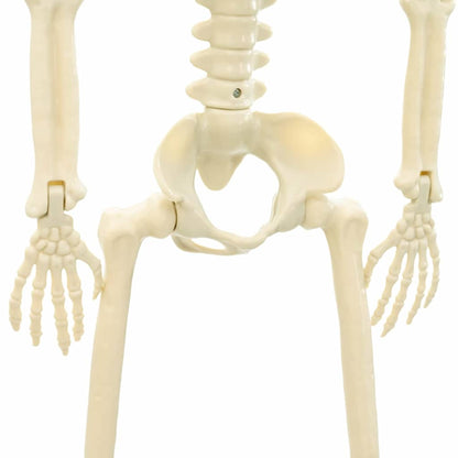 vidaXL Halloween Skeleton 2 pcs White 85 cm Polypropylene