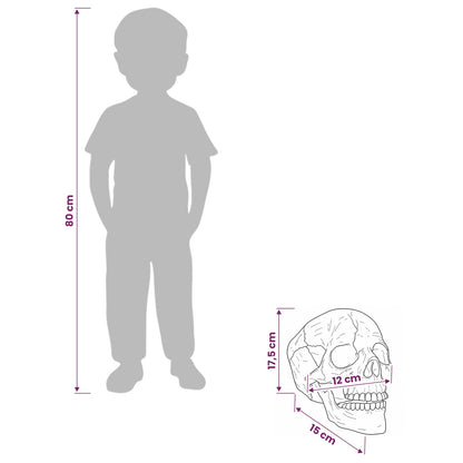 vidaXL Halloween Skull SPOOKA 2 pcs White 12 x 15 x 17.5 cm Plastic