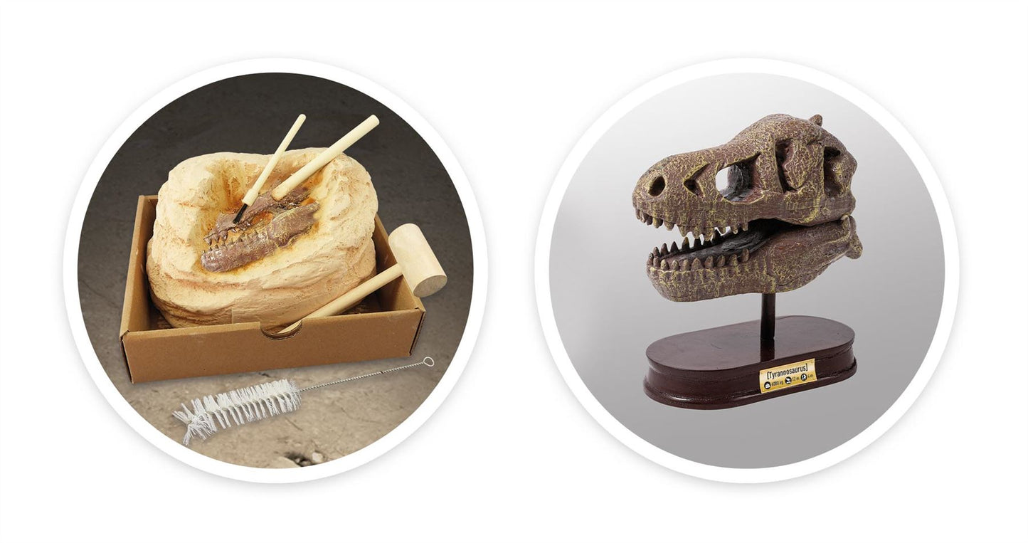 Dinosaur Skull - Tyrannosaurus