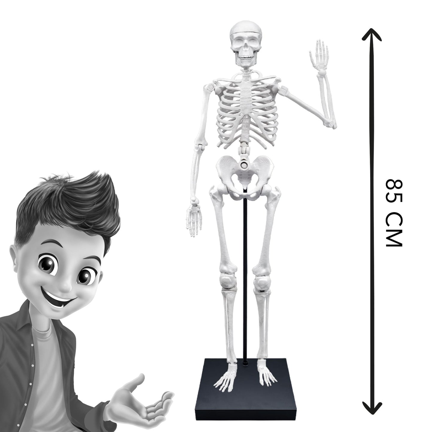 Skeleton 85cm