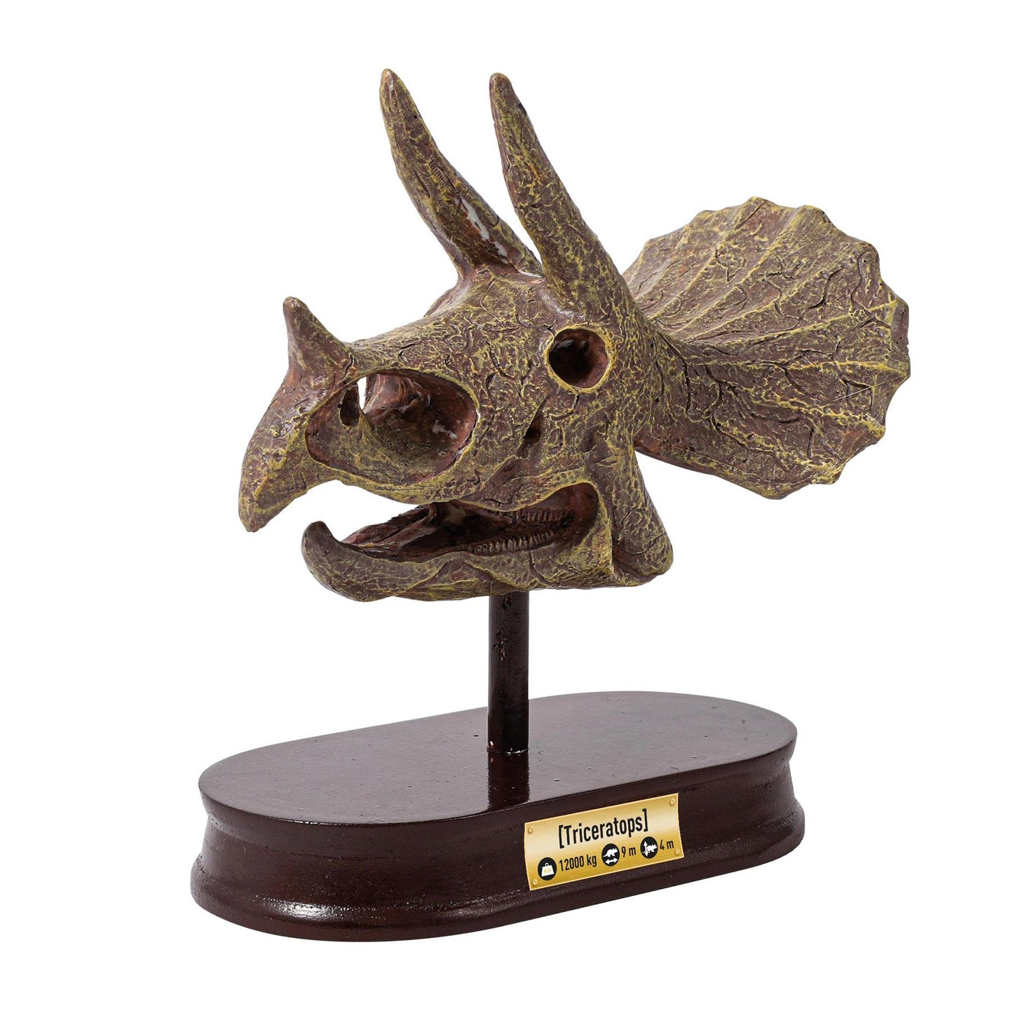 Dinosaur Skull - Triceratops